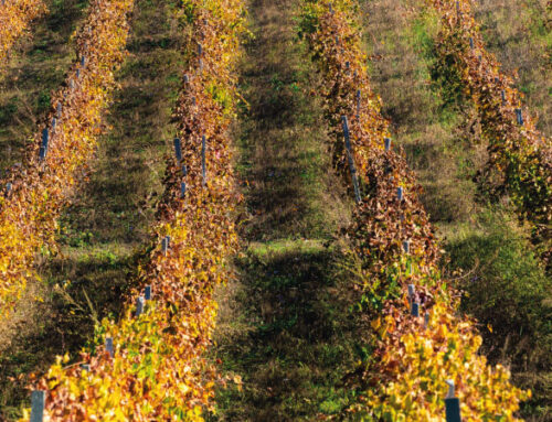 L’automne : période de repos de la vigne et saison idéale pour enrichir la terre