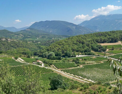 L’adaptation au changement climatique dans les vignobles du Vaucluse