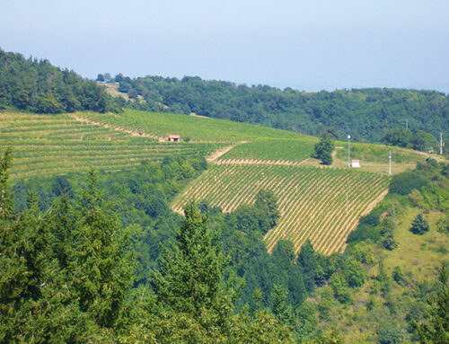 Changement climatique et viticulture : les solutions organiques pour les vins des Pays de la Loire 