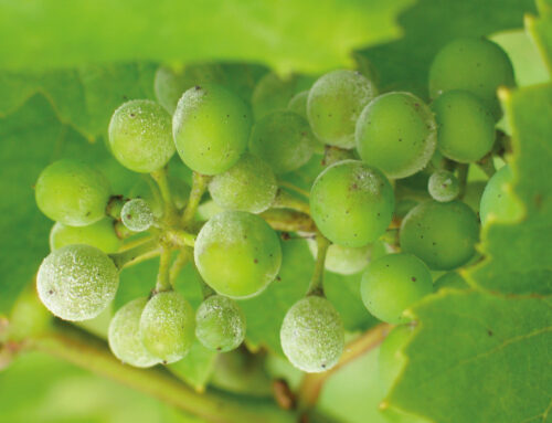 Comment bloquer le passage du cuivre à la plante en viticulture bio ?